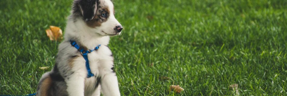 white and gray australian shepherd puppy sitting on grass field